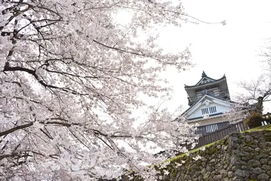 Les cerisiers du printemps