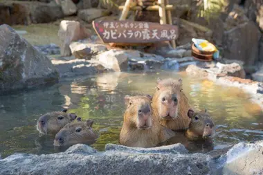 Izu shaboten zoo