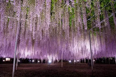 Illuminations sur les glycines du parc floral d'Ashikaga