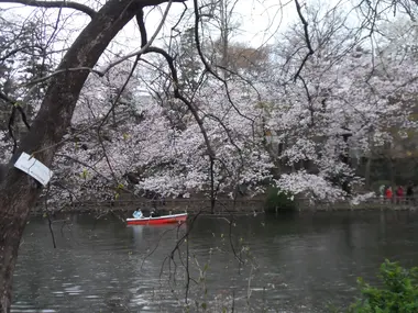 Cerisiers au parc Inokashira