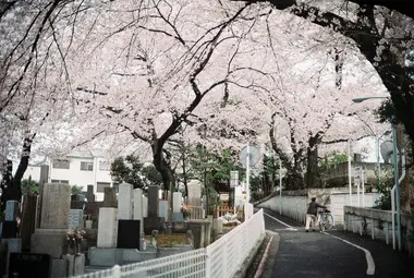 Cerisiers de la variété somei Yoshino au Somei Reien