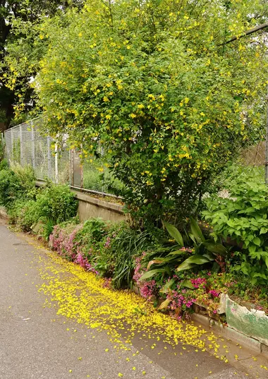 Arbre en fleurs à Nippori