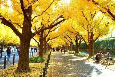 La rue des gingkos