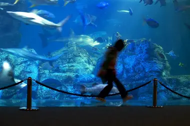 L'aquarium Umitamago, Oita 