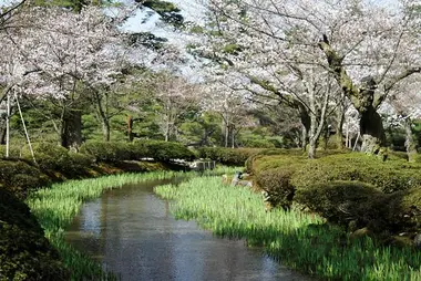 El Kenrokuen se tiñe de rosa en primavera