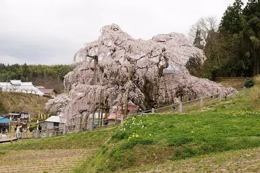 Miharu Takizakura