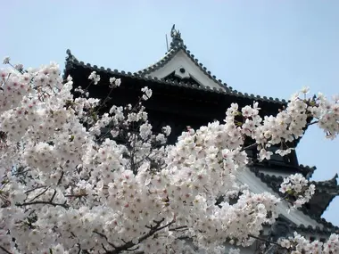 hanami