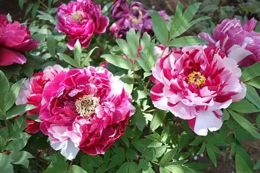 Peonies in Ueno Toshogu