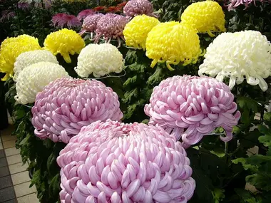 L'hiver, les festivals de chrysanthèmes pleuvent au Japon