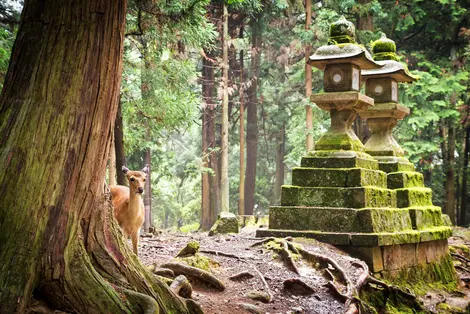 Deers walking around lanterns in Nara Park