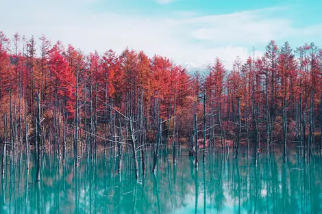 Stagno blu a Hokkaido