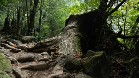 Yakushima Island is home to very dense and wild nature