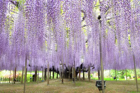 Belle glycine japonaise en pleine floraison, parc d'Ashikaga, Japon