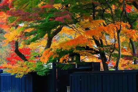 Herbstblätter im Kakunodate Samurai Bezirk