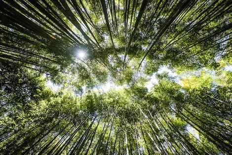 La bambouseraie d'Arashiyama : l'un des incontournables pour toute visite de Kyoto