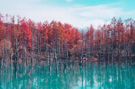 Etang au bleu éclatant, Hokkaido