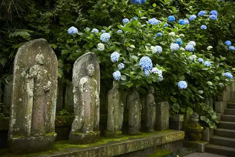 Le temple Hasedera, à Kamakura : jardin fleuri, vue sur la mer ou encore statue à onze têtes !