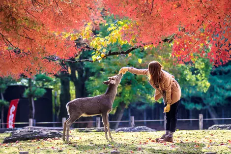 Nara Sika deers are sacred, and protected as National Treasures.