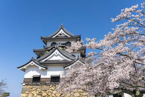 Castillo de Hikone construido en 1622, un lugar popular por sus flores de cerezo