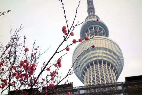 Skytree