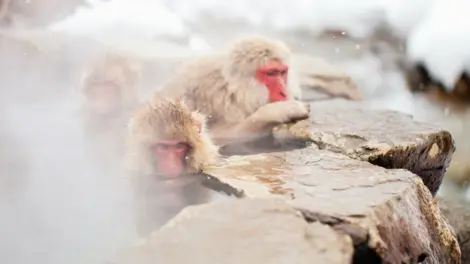 Singes dans l'eau au parc Jigokudani