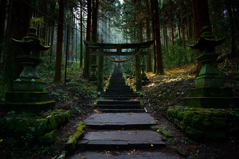 Torii Gates