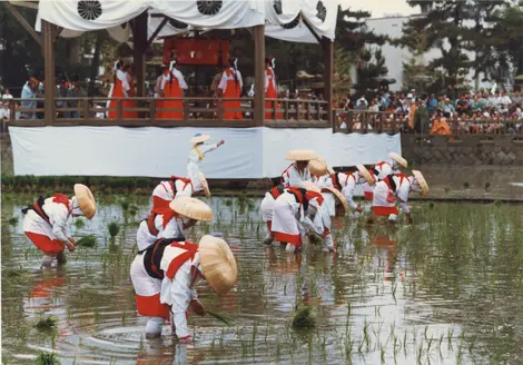 Matsuri du riz Otaue sai