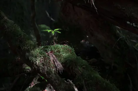 Forêt de Yakushima