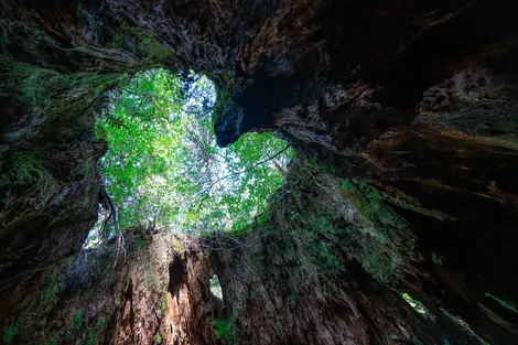 Souche en forme de coeur dans la forêt de Yakushima