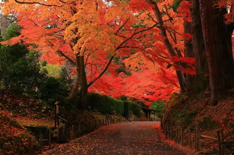 Chûson-ji à l'Automne, Hiraizumi