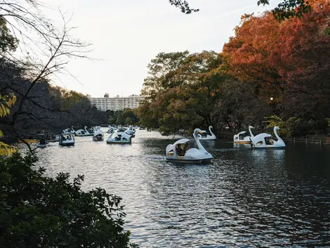 Bateau cygne à Tokyo