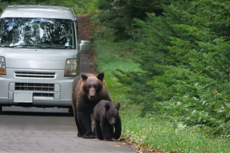 Une famille d’ours bruns marchant sur la route dans la péninsule de Shiretoko, Hokkaido