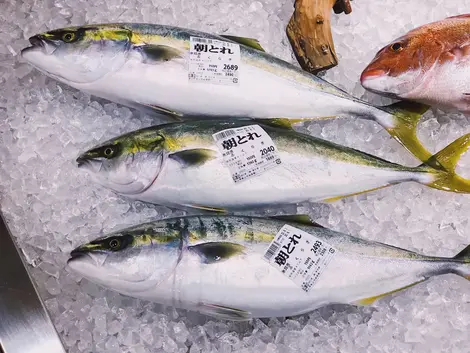 Fukuragi yellowtail from Toyama