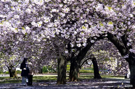 Au printemps, les 1 500 cerisiers du jardin de Shinjuku se parent de millions de pétales de cerisiers.