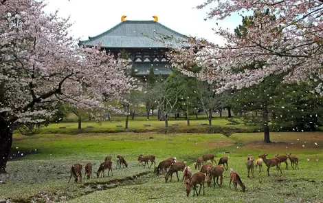 Le parc de Nara