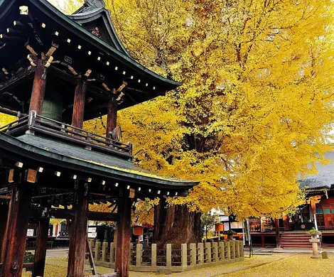 A temple under the yellow leaves of autumn in Kukubunji in Takayama.