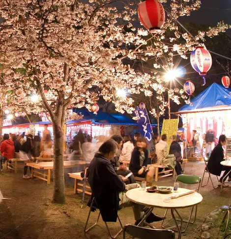 Sommerfest unter den Kirschbäumen des Maruyama-koen