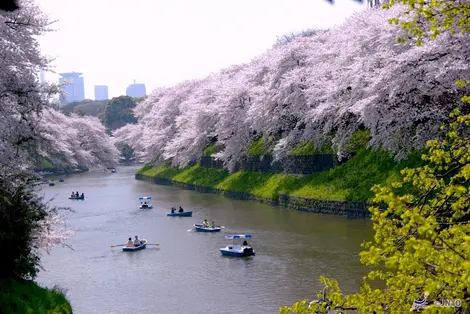 The boat rides on the Sumida River (Tokyo), one of the most relaxing activities in Tokyo.