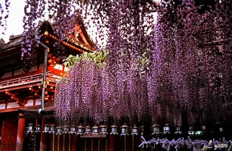 Le Kasuga Taisha