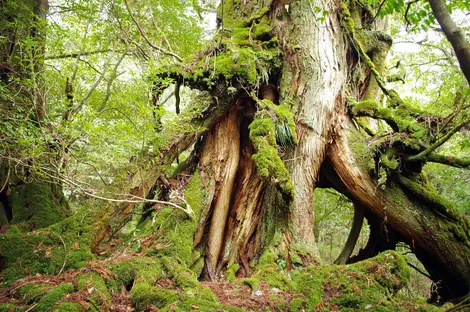 Yakushima