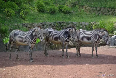 Zebras Ueno Zoo in Tokyo.