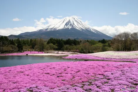 Shibazakura Festival at Mount Fuji