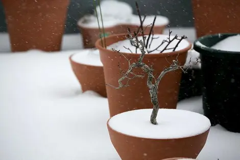 Les procédures d'importations de bonsai entre la France et le Japon sont extrêmement complexes et peuvent conduire à la destruction de l'arbre.