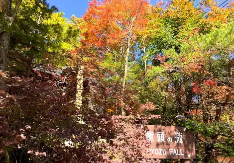 Glowing autumn leaves in the Gorge Ryuzu in Nikko.