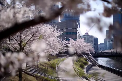 The Meguro River in the Shingawa district