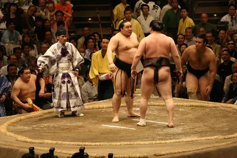 Sumo