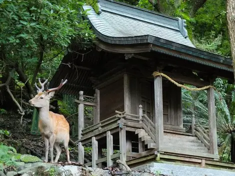 Le Kashima-jinja et un petit daim de l'île.