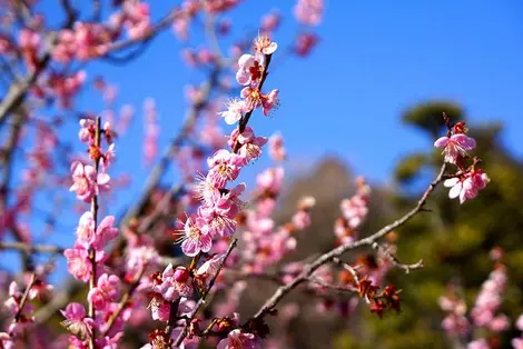 Plum flowers in early spring