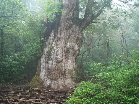 Paysage de forêt à Yakushima