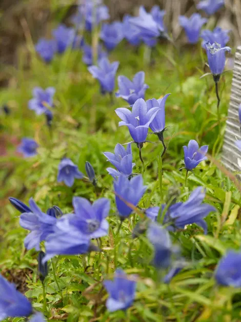 La flore du parc Daisetsuzan